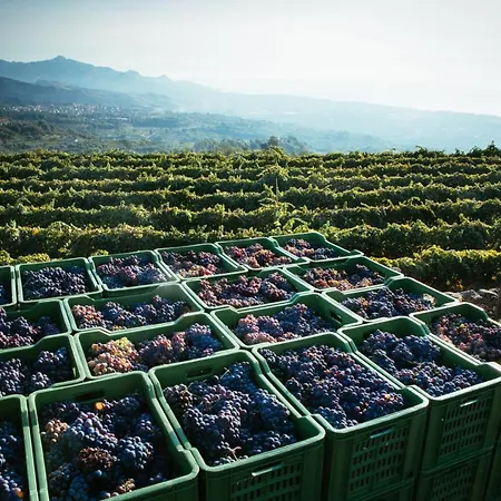 La Gelsomina - Etna